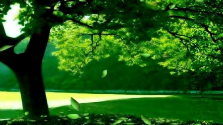 梦幻绿色大树变换视频素材