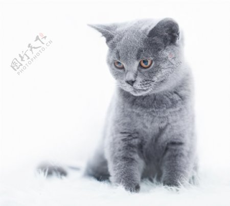 白色地毯上的灰色猫咪