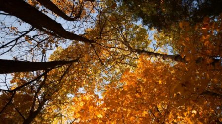 实拍秋季的天空风景视频素材含音频