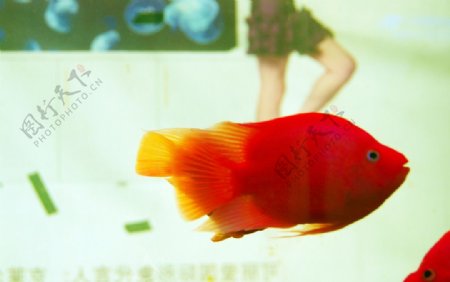 美人鱼红金鱼
