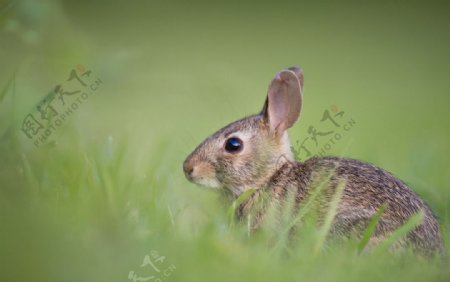草地小兔子