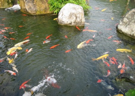 台湾风景金鱼