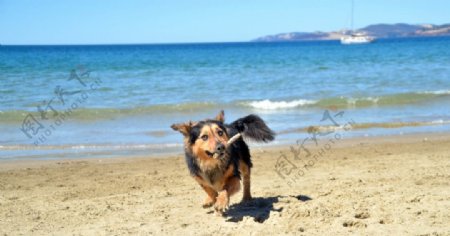 海滩边玩耍的狗狗