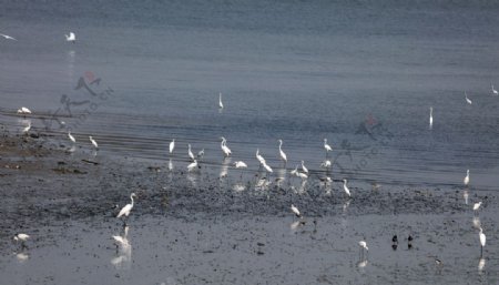 涂滩上的大小白鹭