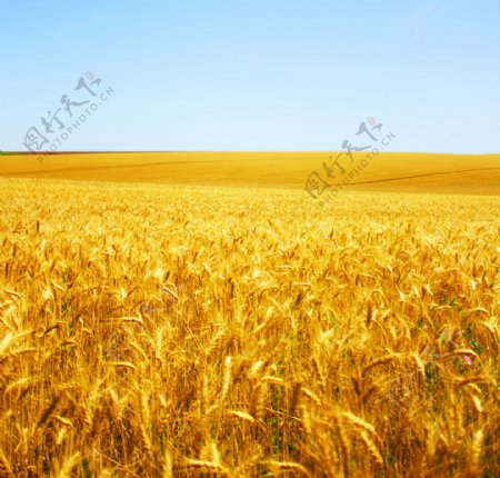 金黄的麦田