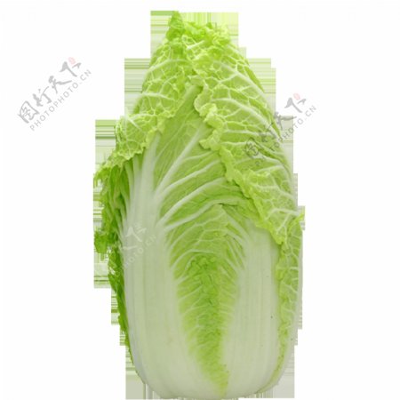 大白菜透明蔬菜
