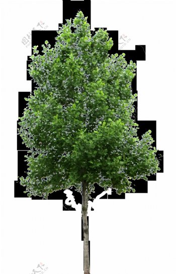 景观绿化树免抠png透明图层素材