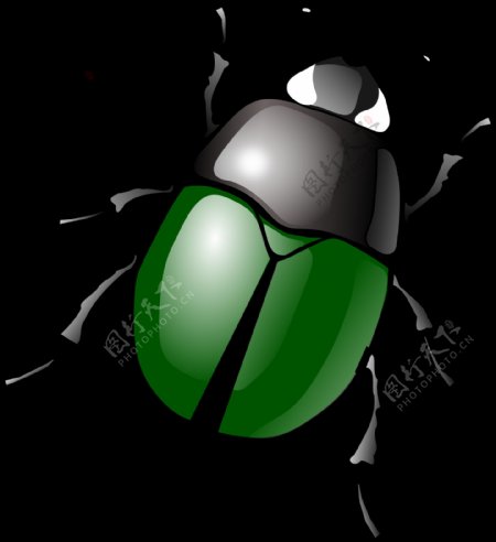 绿色甲虫图片免抠png透明图层素材