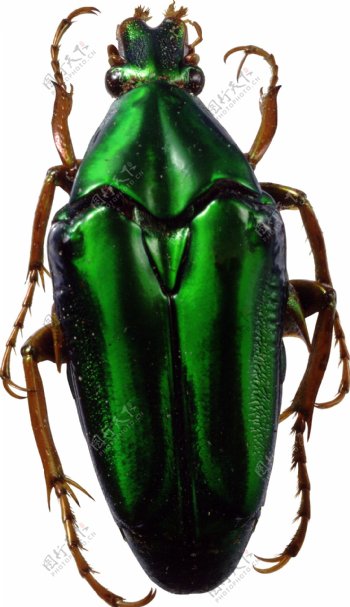 绿色漂亮甲虫免抠png透明图层素材