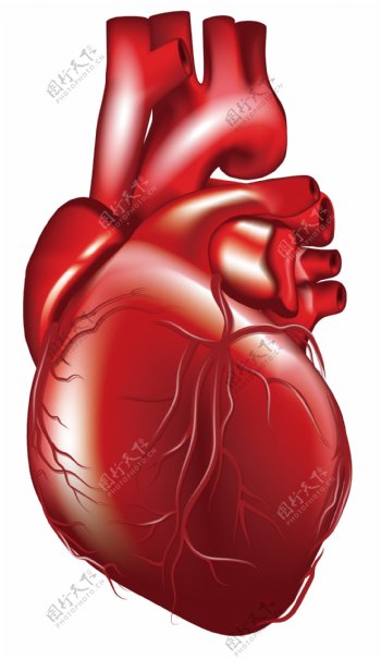 心脏图