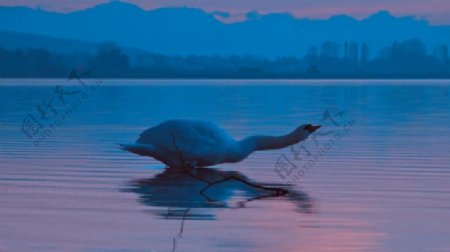 实拍夕阳下湖水里优雅的天鹅视频素材