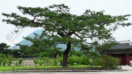 老树在景福宫韩国
