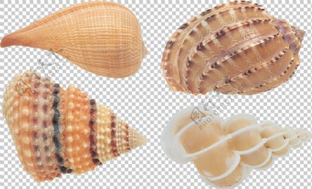 四种漂亮贝壳图片免抠png透明图层素材