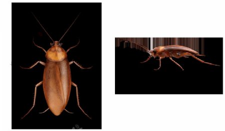 蟑螂高清图免抠png透明图层素材