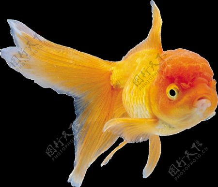 漂亮红色金鱼侧面png透明素材