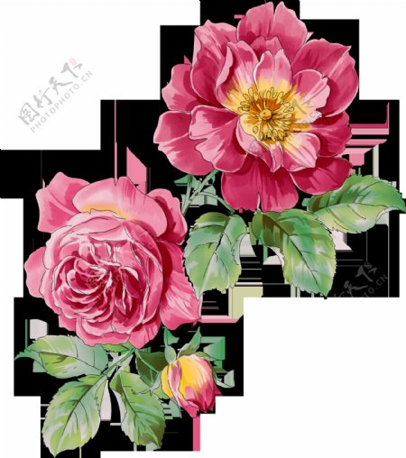 手绘中国画风美丽蔷薇花png透明素材