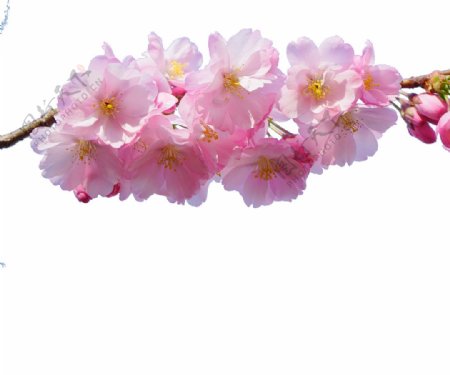 粉色桃花png元素素材