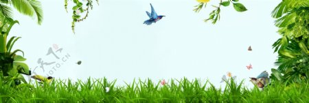 春天环绕树叶草地小鸟蓝