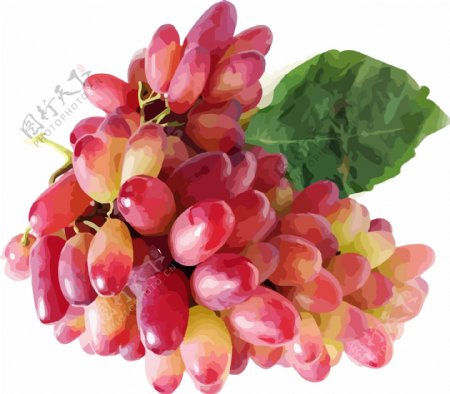 红提手绘插画水果素材美人指葡萄