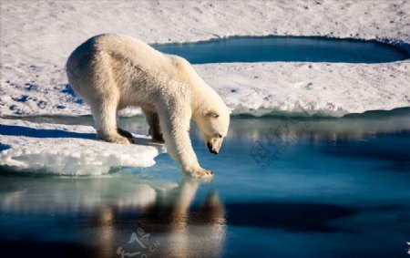 融化气温暖化北极熊