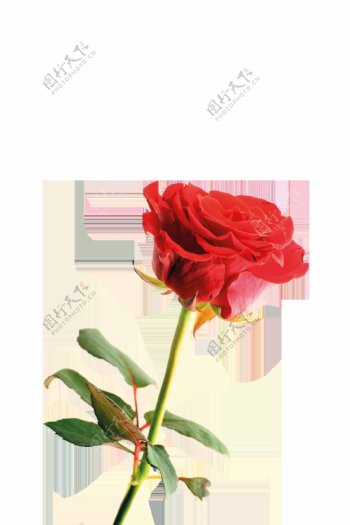 艳丽浪漫玫瑰花卡通透明素材