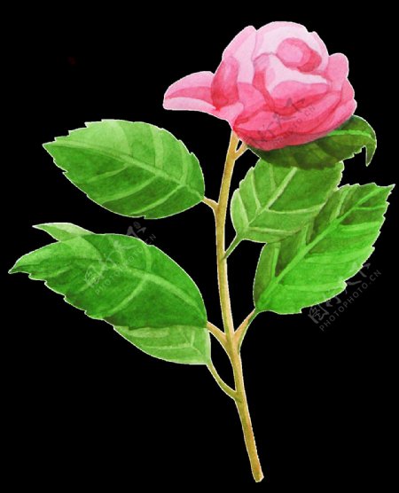 一朵粉红色玫瑰花PNG透明素材