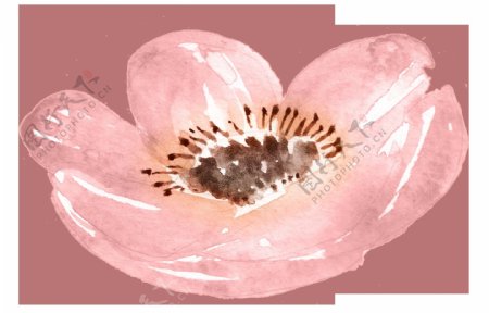水彩粉色花瓣免抠图素材