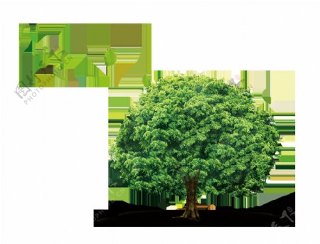 创意绿色大树透明素材
