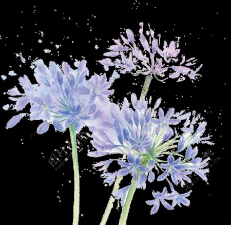 文艺气质淡蓝色手绘菊花装饰元素