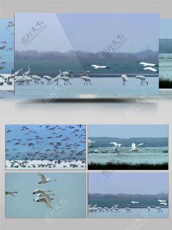 实拍海边鸟类迁徙视频素材