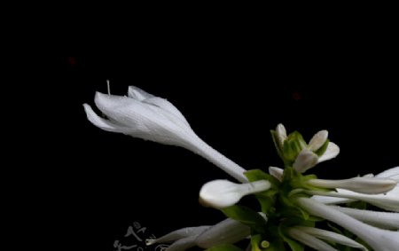 白玉簪花
