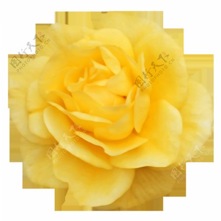 鲜艳的黄色花朵透明素材
