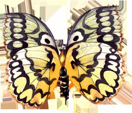 手绘一只蝴蝶标本png透明素材