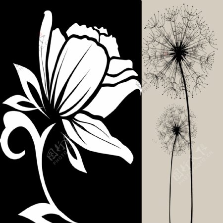 黑白矢量花卉
