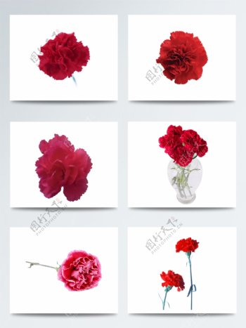 康乃馨花朵素材图片