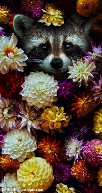 创意浣熊与花朵