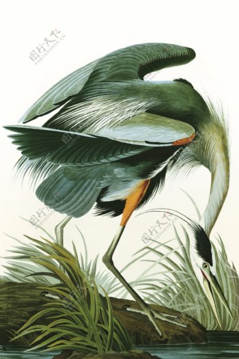 绿色动物丹顶鹤画