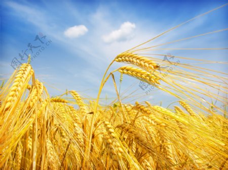 天空麦子丰收麦穗