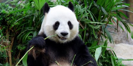 食竹子的大熊猫