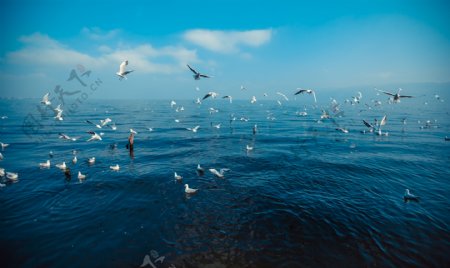大理洱海海鸥海鸟