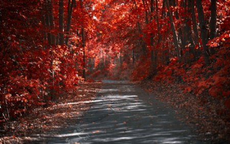 秋天的红叶树林