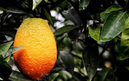 脐橙柑橘鲜果水果摄影