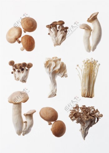 蘑菇菌类食用菌新鲜的蔬菜