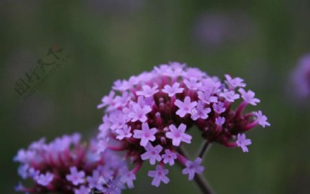 薰衣草特写紫色紫色的花