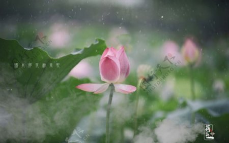 雨荷下雨天荷花粉色莲花