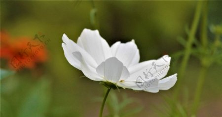 白色银莲花摄影