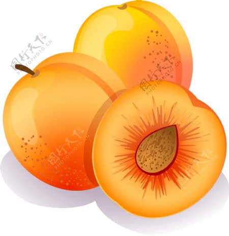 新鲜应季水果杏子矢量图