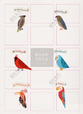 彩绘标注名称的鸟类矢量图