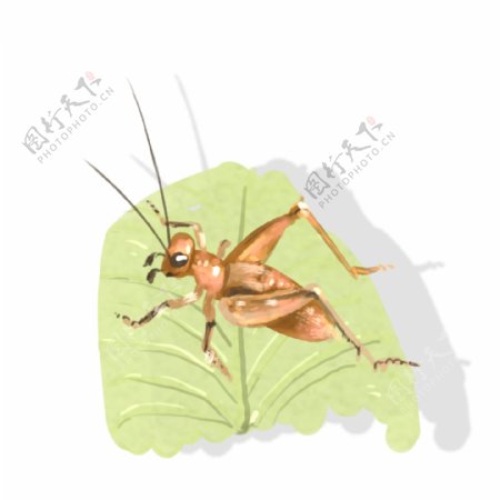昆虫手绘中国风蟋蟀插画免扣课上用素材