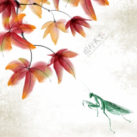 可商用水墨国画中国风昆虫螳螂枫叶秋天